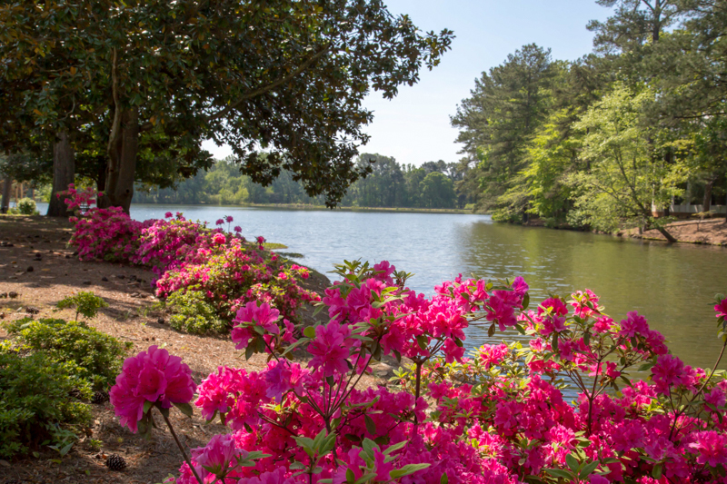 Red flowers in the garden overlooking the lake